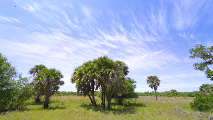 Beautiful tropical nature. Green palm trees in southern Florida wetlands. Rainforest ecosystem