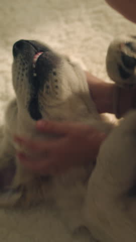 Young girl playing with dogs mouth on mild carpet, watching on teeth, laughing and smiling, spending leisure time at home together with pet. Golden retriever. Vertical shot.