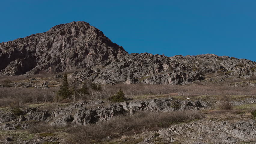 Dall Sheep in Alaskan Mountains