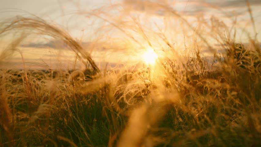 Close-up wheat spikelets on field on beautiful nature sunset landscape on sun rays . Grown rich harvest . Areas of agricultural plant production. Healthy food. Summer season and farming on rural.