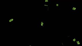 Clover leaves falling in the wind on a black background - Powered by Shutterstock - Get 15% off with code: PIKWIZARD15