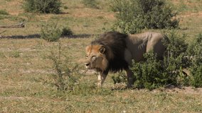 Large Male Lion Stalking Prey Slowly