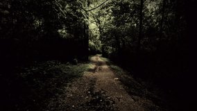 Walking through a mysterious dark forest, a haunted forest. A monster's path. A scary dark mysterious forest, horror jungle - Powered by Shutterstock - Get 15% off with code: PIKWIZARD15