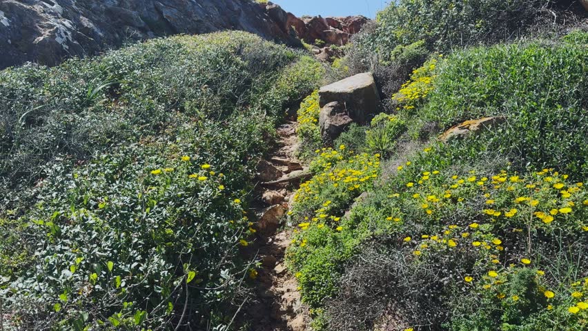 A rocky hill pathway adorned with yellow flowers, leading upwards under a clear blue sky. spain, andalusia 