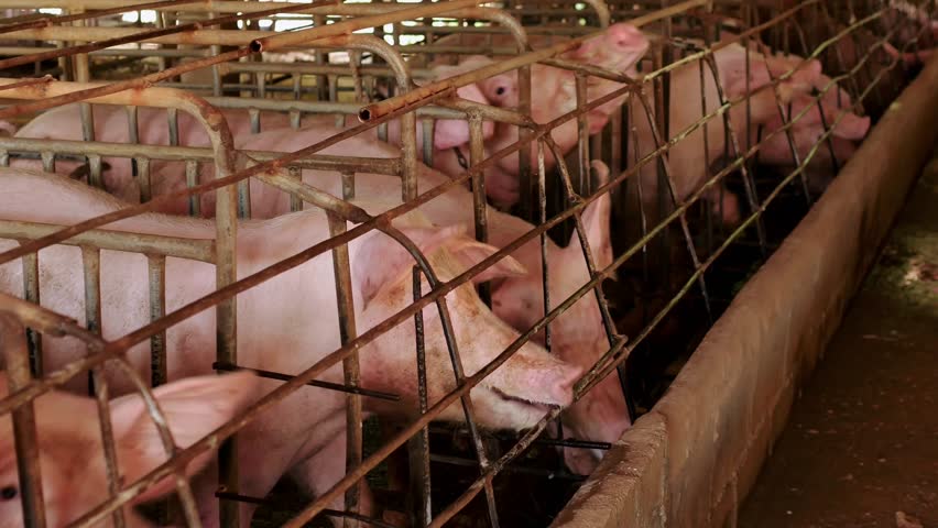 The big pig in the pen is hungry. Big breeder pig in a cage on a pig farm, Pig Breeding farm in swine business  livestock
