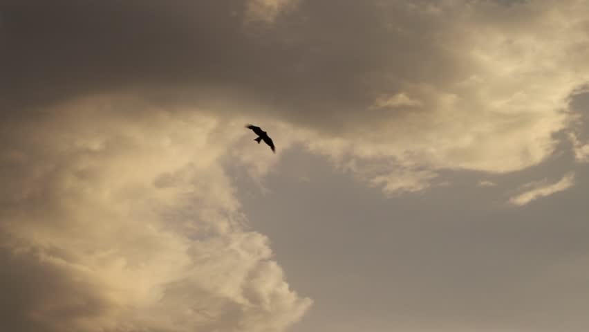 A black kite flying in the blue sky. The Red Kite (Milvus milvus) soars in the blue sky with wings fully extended. A kite eagle spreads its red wings and flies over the big lake in search of prey. 4K.