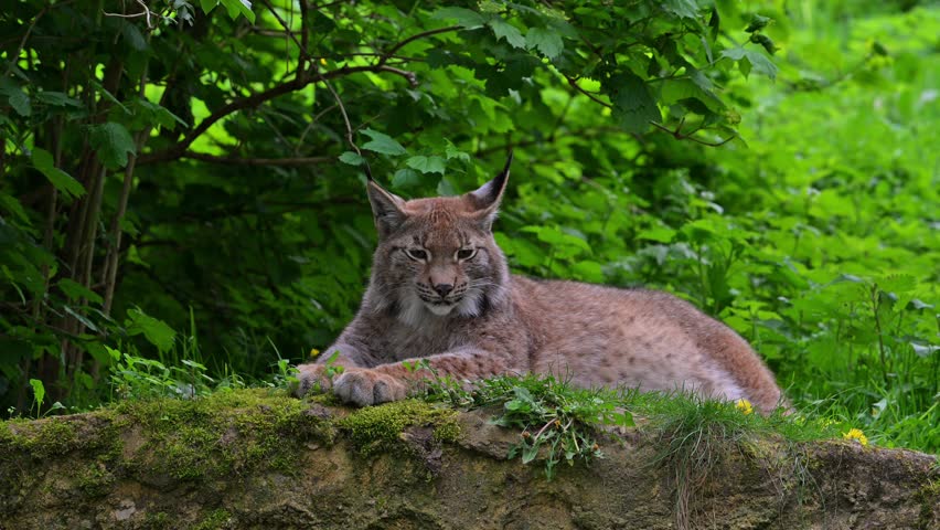 Eurasian lynx (Lynx lynx) resting on rock in brushwood of forest