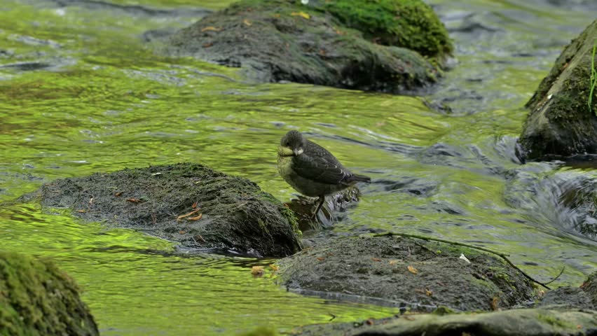 White-throated dipper or Central European dipper (Cinclus cinclus aquaticus) juvenile stretching wing and leg in river 