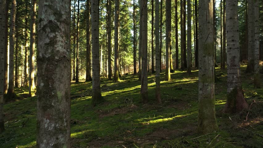 Magical green forest with sunlight.