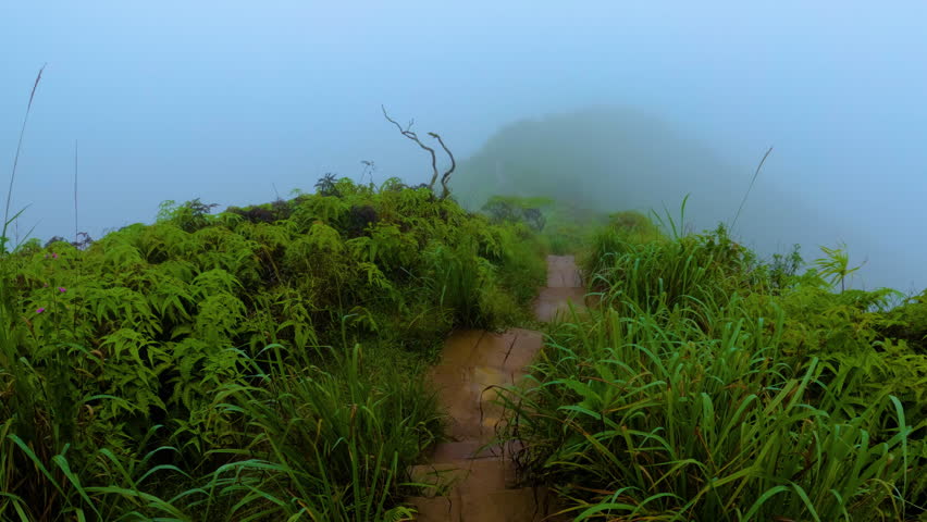 Walking a wet muddy trail along mountain ridge, first person view. Pov footage of a slippery mountain path in the rain and mist. A walk on Waihee Ridge Trail on Maui island, Hawaii, on a rainy day.