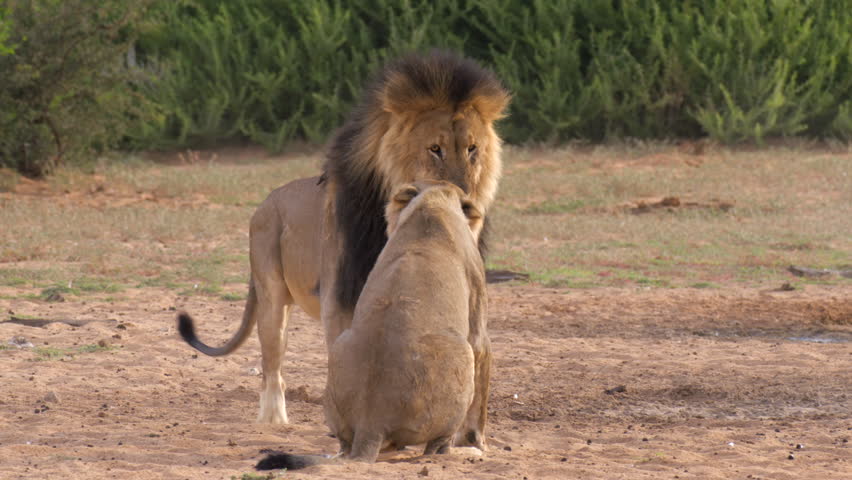 Male and Female Lion Engages in Small Fight