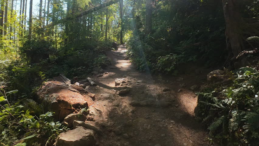 POV Running Forest Trail on a Sunny Day