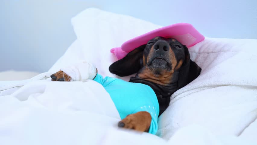 Sick dachshund dog lies in bed in hospital room with bandaged paw, rubber heating pad pretending to be helpless, weak, owner offers two bowl of food, joyfully cheerfully eats treat Cunning spoiled pet