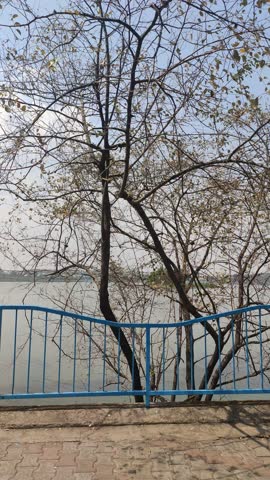A tree on banks of Upper Lake, biggest man-made lake of India, in Bhopal, capital of central Indian state - Madhya Pradesh, as water level reduces in scorching heat of summer.