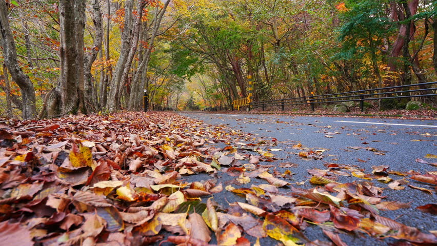 Road in the woods with maple tree in autumn season
