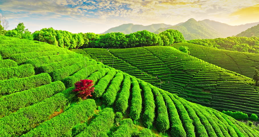 Aerial view of green tea plantation and mountain nature landscape in spring