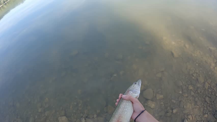 Northern Pike catch and release, caucasian white male releasing fish to the river, brown color sand bottom, spashing water, long fish swimming smoothly away from the shore, happy fish getting released