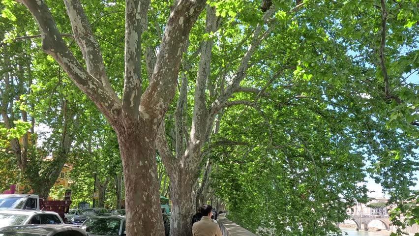 Person walking under lush green trees in Europe