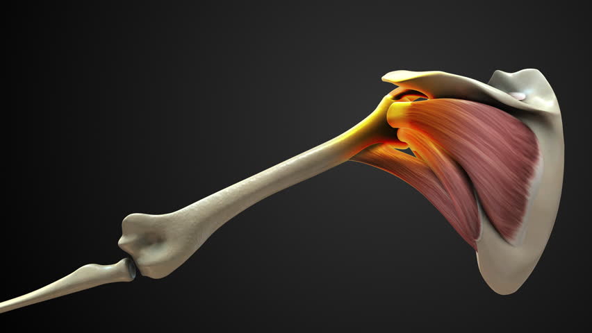 Rotator Cuff Muscle of Painful Shoulder