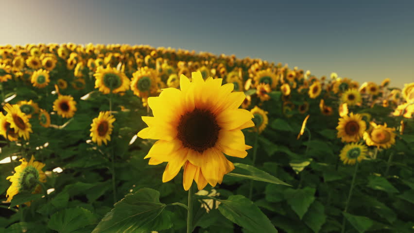 beautiful field of blooming sunflowers against sunset golden light