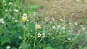 Tridax procumbens or coatbuttons plant blowing in the wind, tridax daisy. It is a species of flowering plant in the Asteraceae family. This plant is best known as a widespread weed and pest plant.