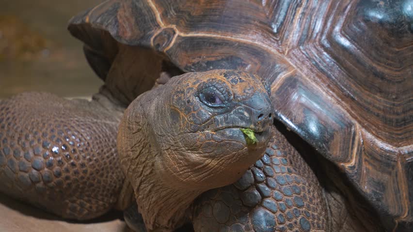 Close up view of a giant turtle head moving slowly