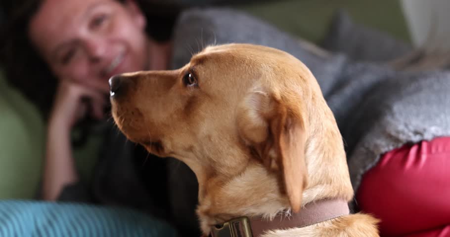 Golden labrador retriever close-up. Obedient dog sitting on floor in living room, looking awayfrom camera and posing. Happy domestic animal concept, best friends. High quality 4k footage