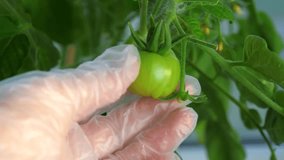 Farmer agronomist gloved hand touches holding a tomato on a branch. tomato bush close-up. bioengineer, laboratory assistant working on the selection of new tomato varieties - Powered by Shutterstock - Get 15% off with code: PIKWIZARD15