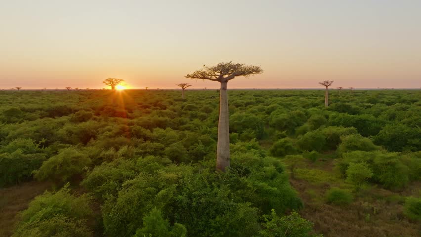 Birds fly around unique endemic Baobab trees in Madagascar at sunset. Avenue of the Baobabs in the evening. Aerial drone view 4K).