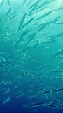 Vertical video, Close-up, large school of Barracudas floating calmly in blue ocean in bright sunbeams on sunny day, panorama. Shoal of Yellow-tailed Barracuda (Sphyraena flavicauda)