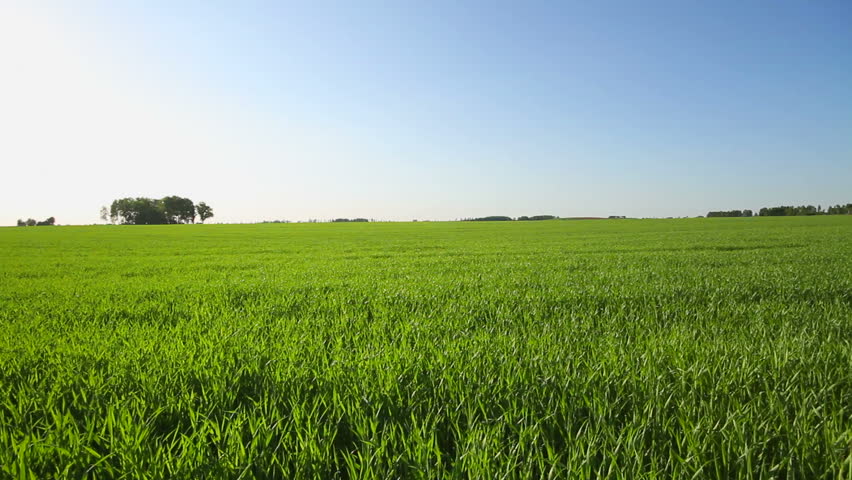 green field panorama
