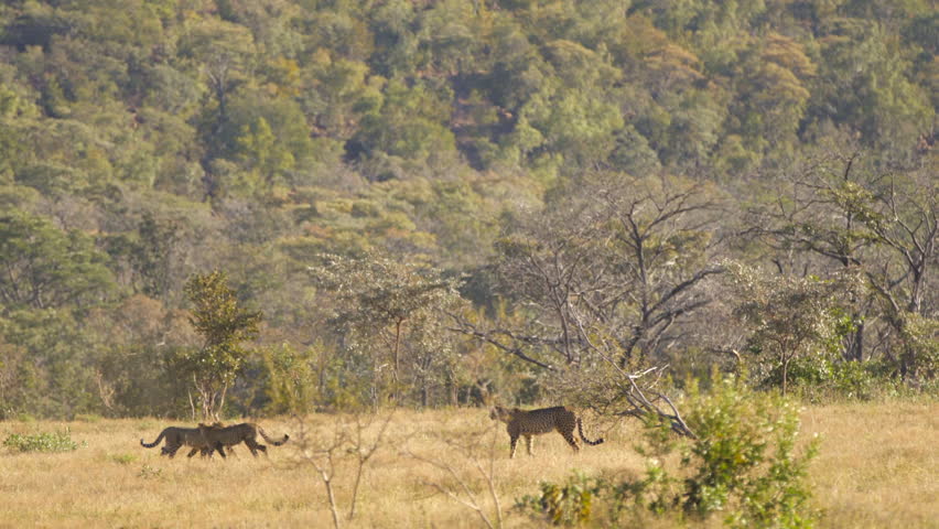 South African Cheetah Family Mother Patrols as Cubs Play Around Wide Shot