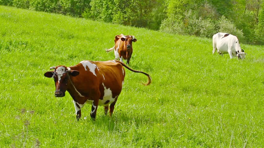 cows in a meadow