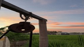 Vertical video of sunset time at the farm land in a tropical country