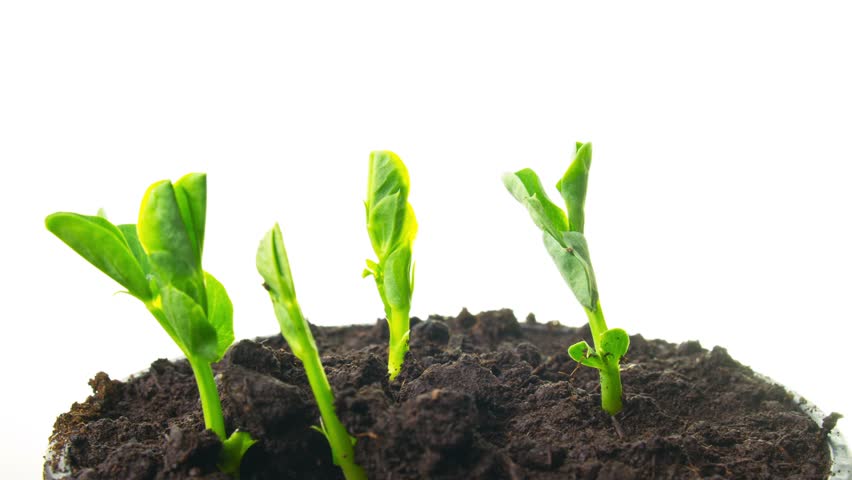 growing pea sprouts, tilt time-lapse
