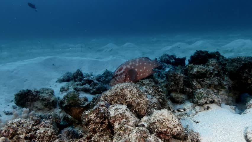 Big coral grouper getting cleaned by cleaner fish on coral reef in Mauritius Island