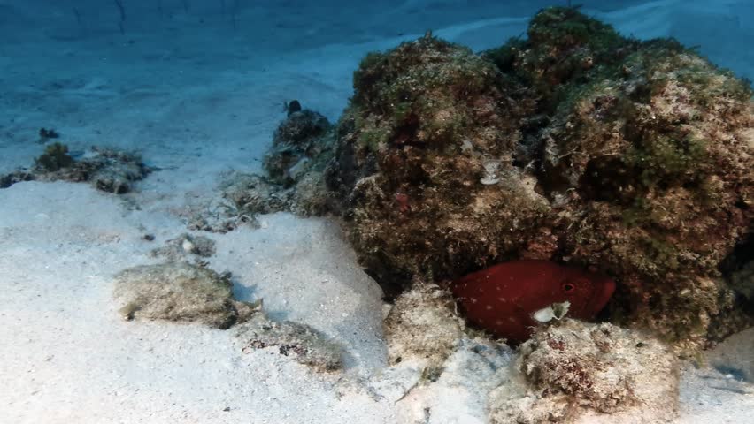 Two big spotted grouper swimming over coral reef in Mauritius Island