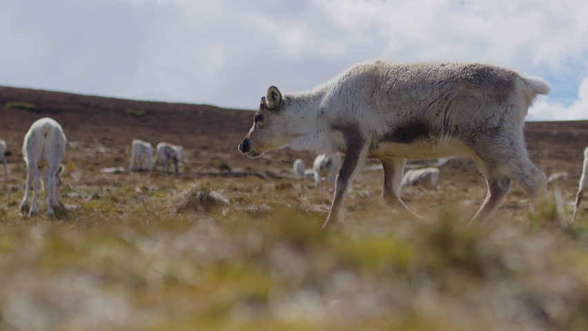 Herd of reindeer walking on the Cairngorm in Scotland. Slowmotion shot