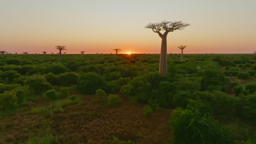 Sunset at unique old beautiful Baobab trees forest in Madagascar at sunset. Aerial drone 4K clip.