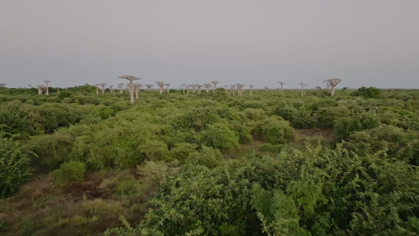 Fly above old beautiful Baobab trees forest in Madagascar. Aerial drone 4K clip.