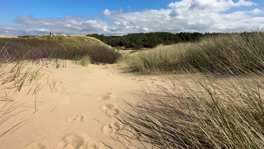Distant group of four people on the seaside sand dune. Footprints in the sand between swaying in the wind dry Marram grass.