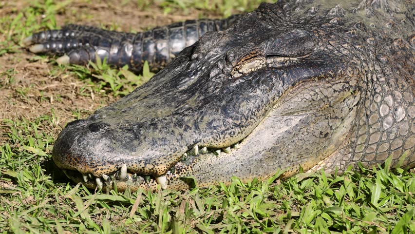An alligator resting on grassy ground
