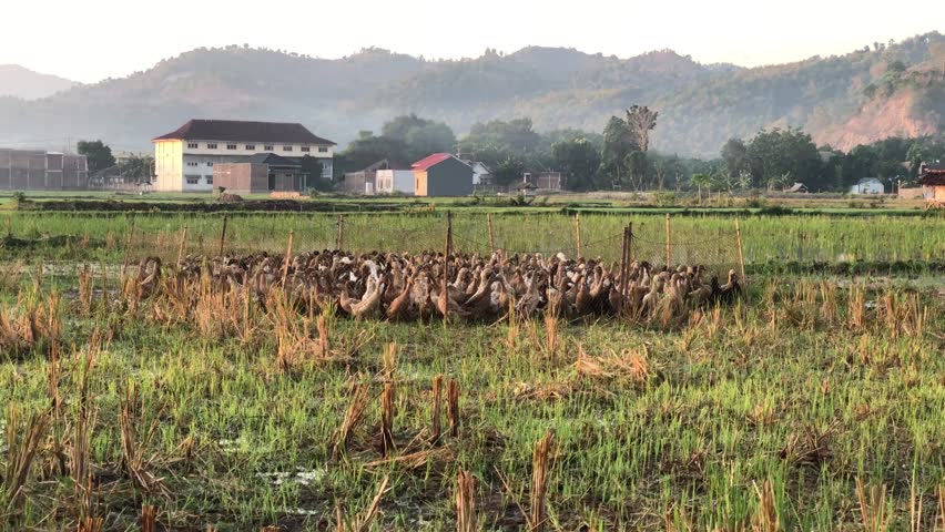 Group of Alabio Duck in Cage, Indonesia Farm