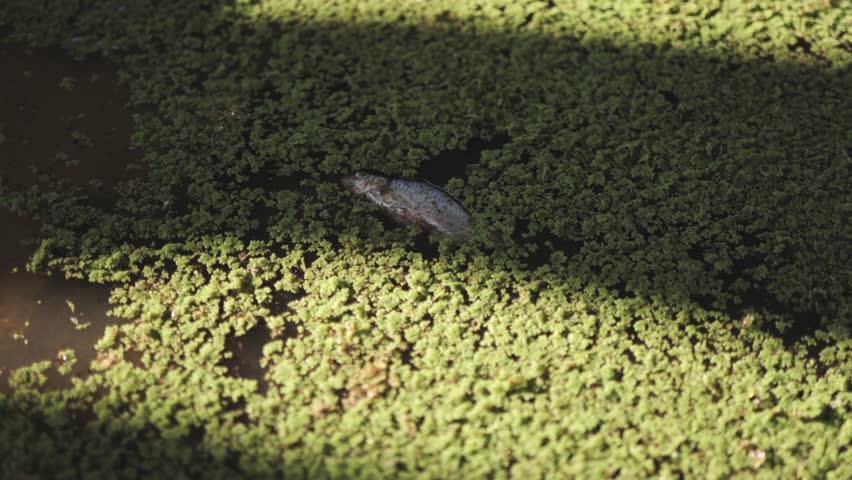 Hand wearing plastic bag picking up dead fish on water surface of the pond full of moss plant.