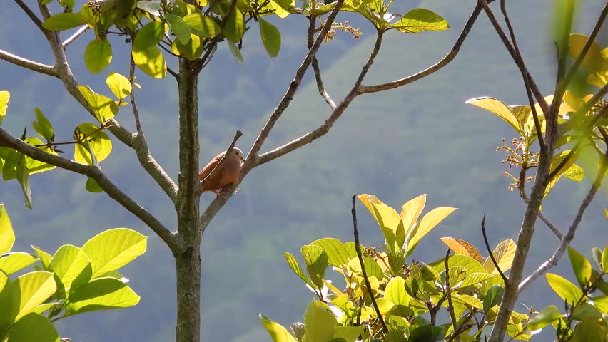 Some Kind of Dove Perched Atop Tree Branch in South American Forest