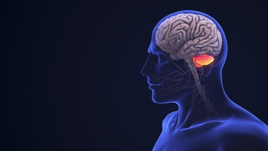 Human Brain Anatomy with Highlighted Cerebellum