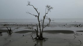 Lone mangrove tree standing at low tide on a tranquil sea coast, aftermath of a storm, gray overcast sky - Powered by Shutterstock - Get 15% off with code: PIKWIZARD15