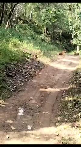 Tiger and cubs have been seen in forest enjoying their time.