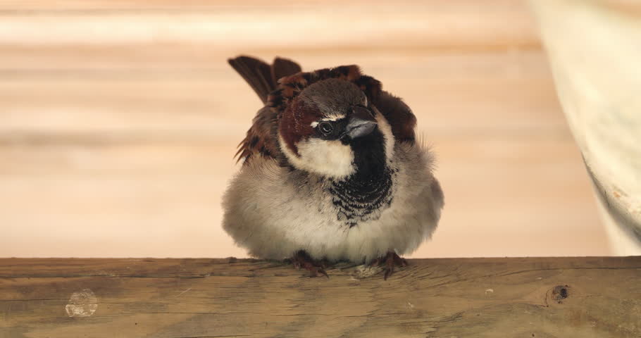 House sparrow , adult, lale under a roof