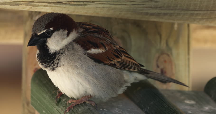 House sparrow , adult, male under a roof